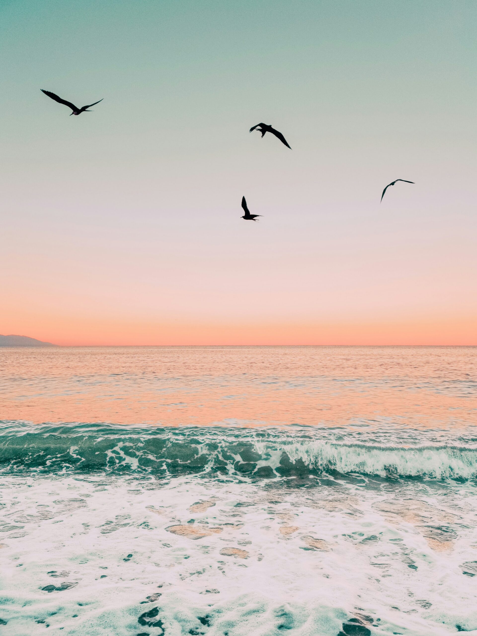 Birds flying over the sea at sunset