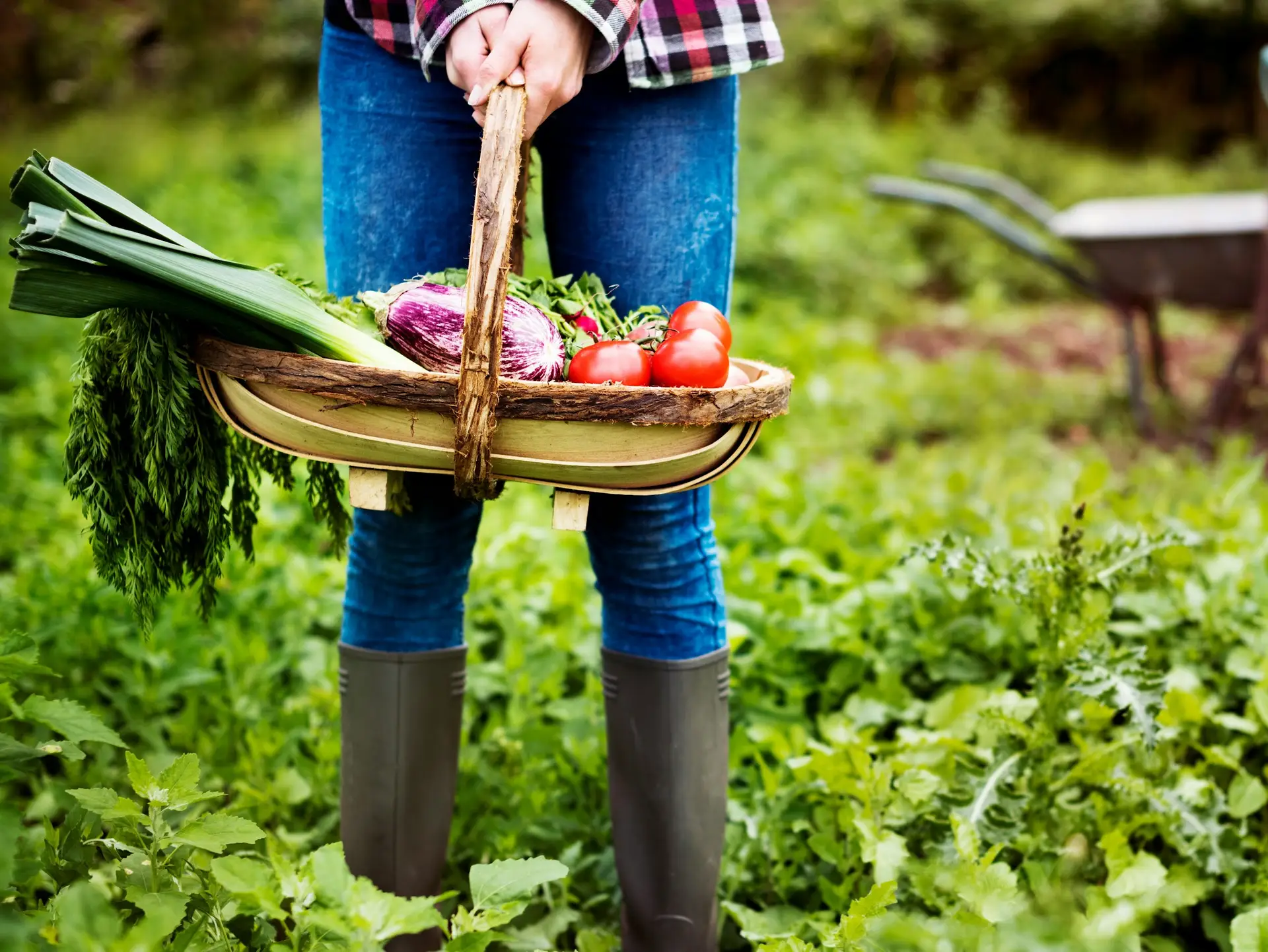 A wooden trug of freshly picked vegetables carried through a garden