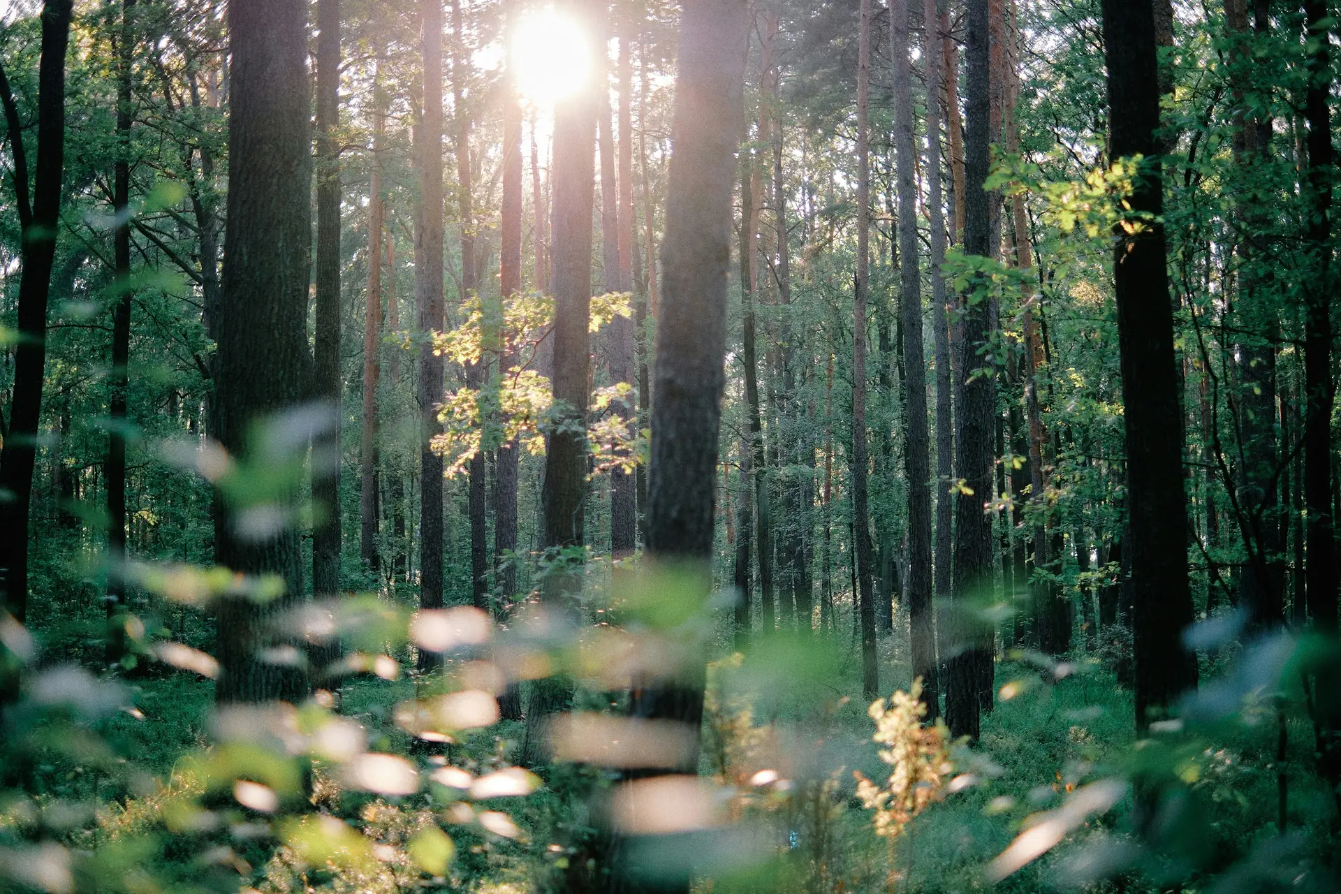 Sunlight streaming through a forest