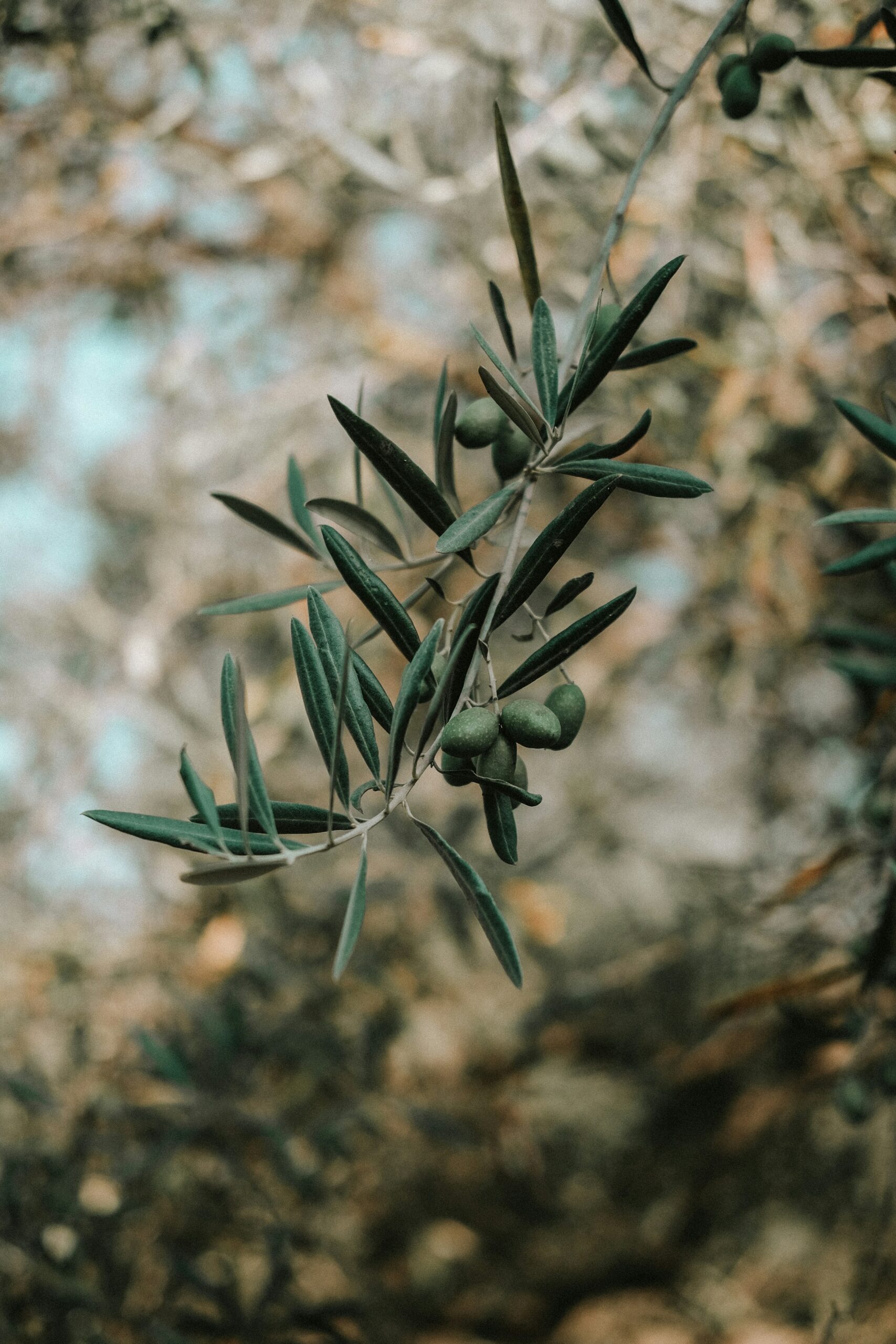 Green olives growing on a silver-leaved olive branch