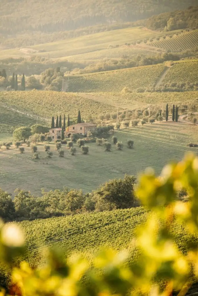 Rows of olive trees on a Tuscan hillside below a stone farmhouse and cypress trees