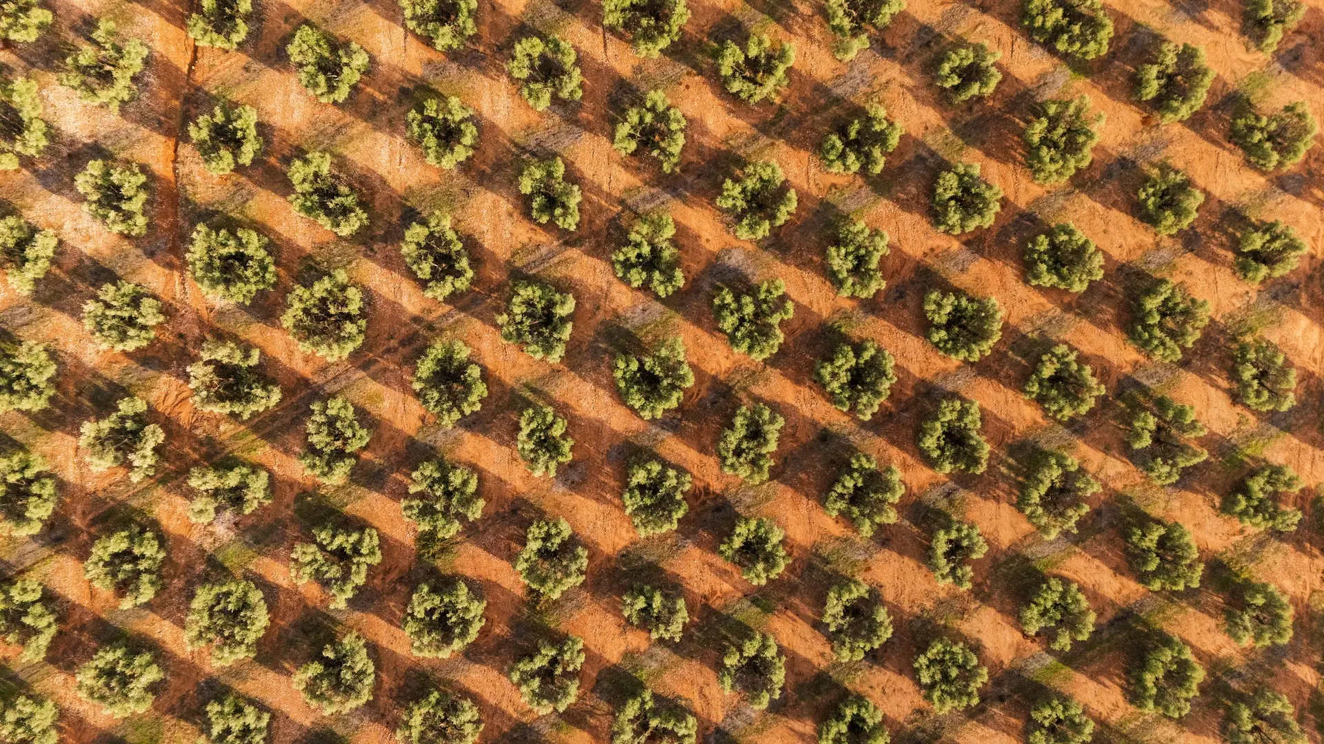 Aerial view of an olive grove planted in neat rows